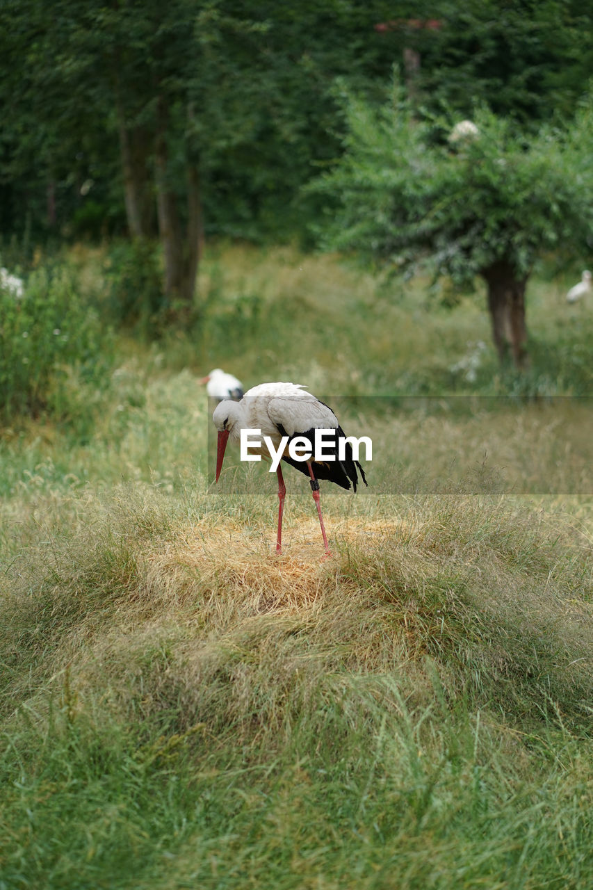 White stork, ciconia ciconia in its natural habitat