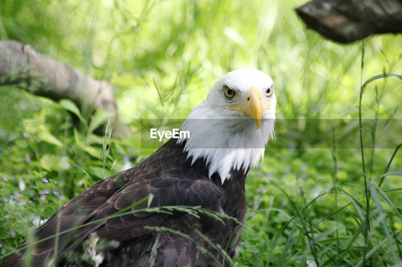 Close-up of bald eagle