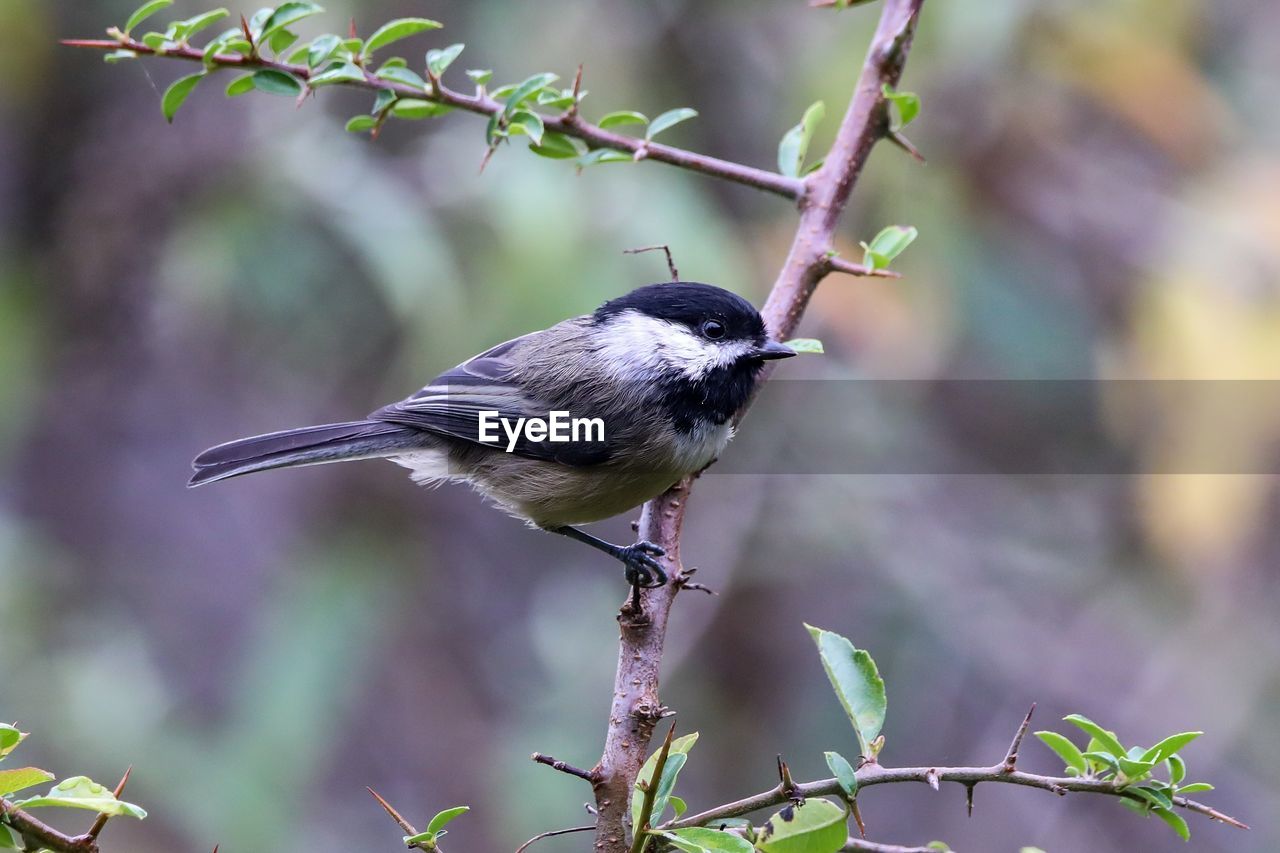 Close-up of bird perching on branch