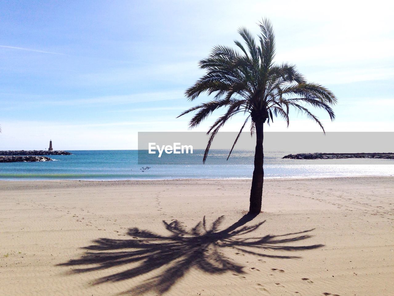 Palm trees on beach