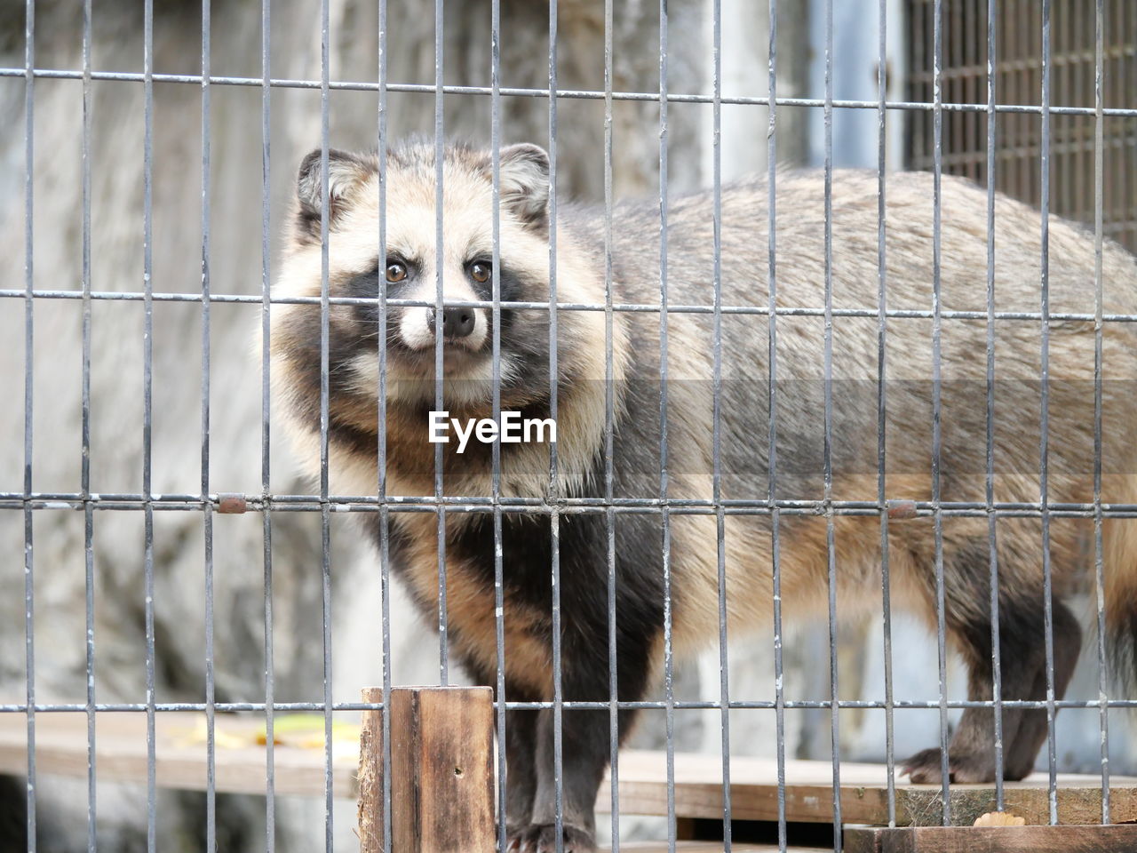 animal, animal themes, mammal, zoo, animal wildlife, one animal, animals in captivity, animal shelter, cage, wildlife, no people, procyonidae, fence, portrait, outdoors, looking at camera, raccoon, focus on foreground