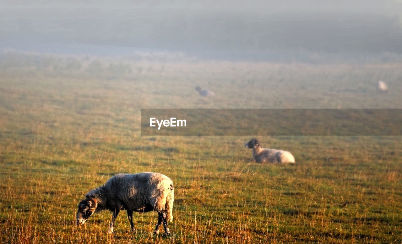 Sheep grazing on landscape against the sky