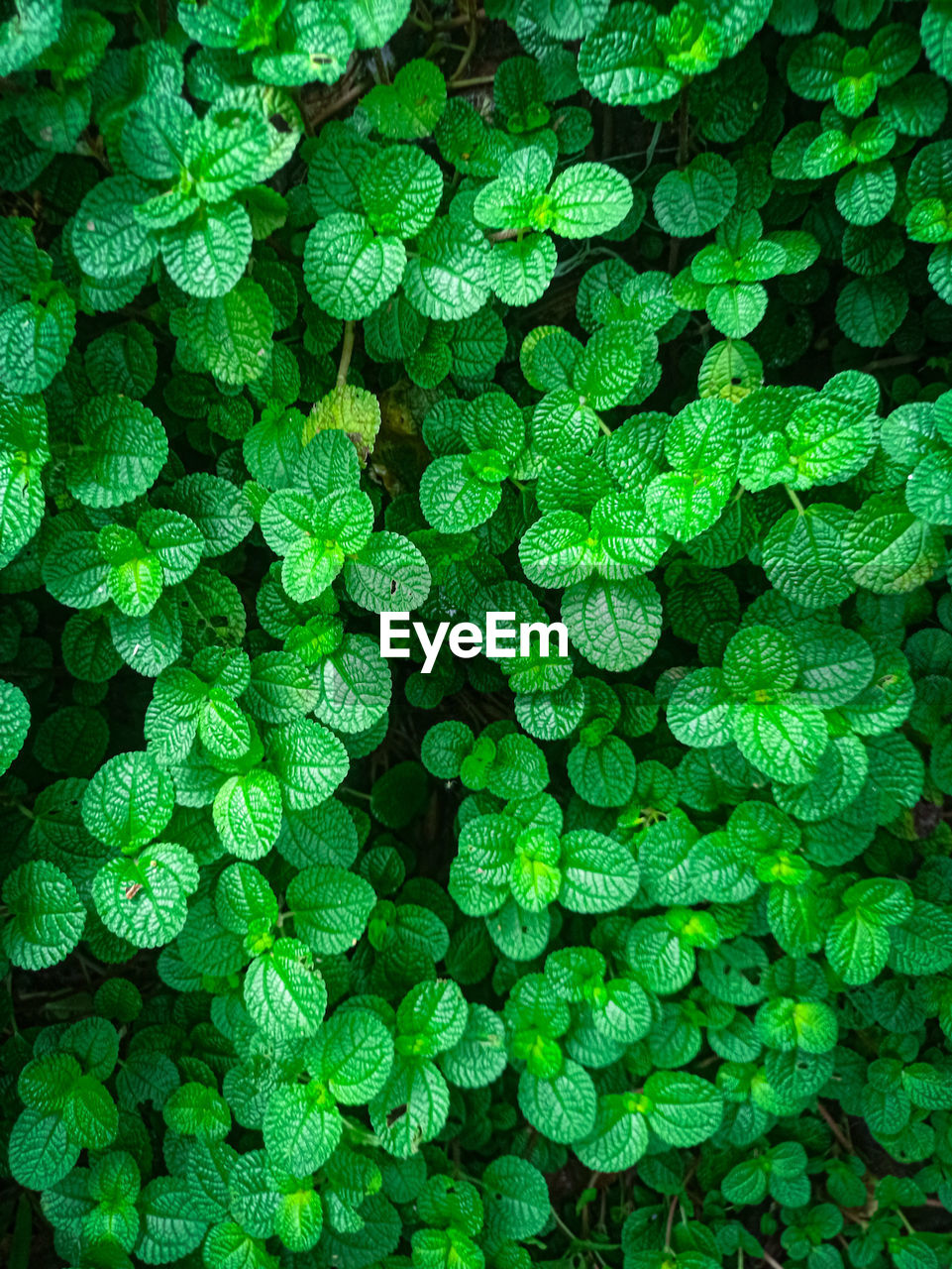 Full frame shot of plants