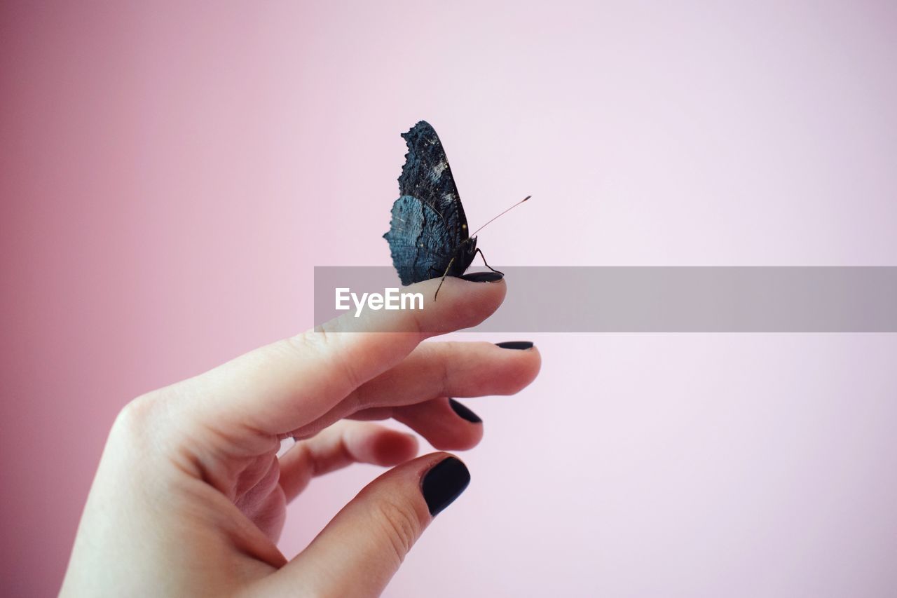 CLOSE-UP OF HAND HOLDING BUTTERFLY