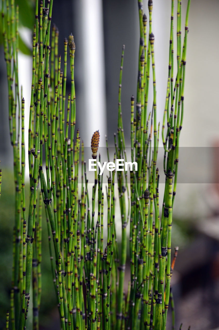 Close-up of bamboo plants