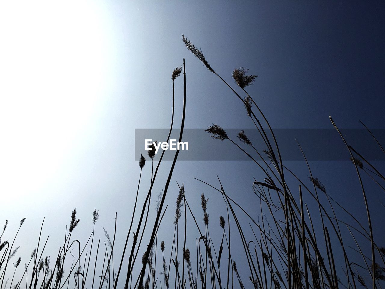 Low angle view of common reed against sky