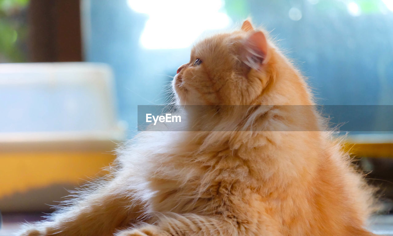 CLOSE-UP OF GINGER CAT LOOKING AWAY