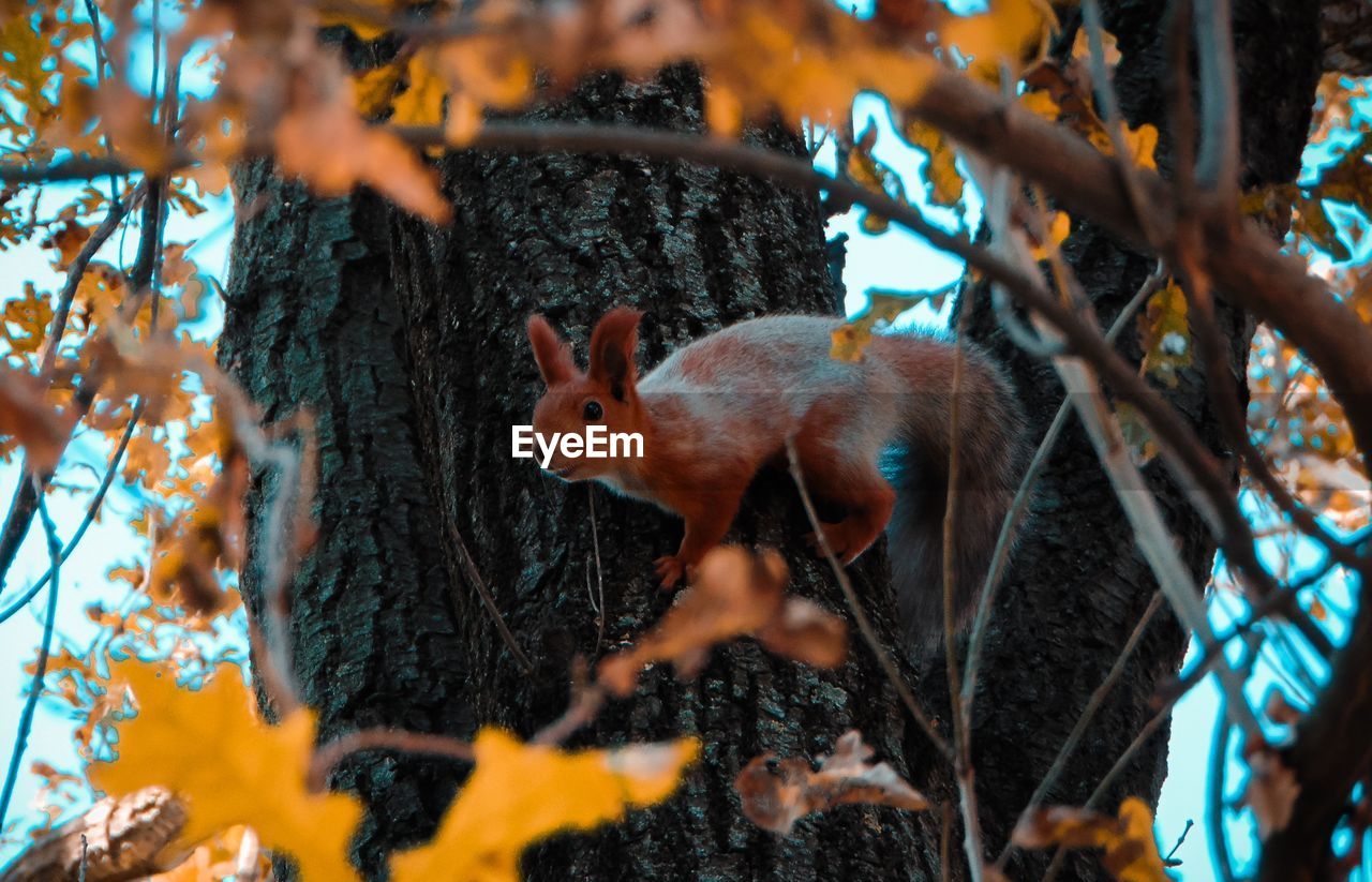 CLOSE-UP OF SQUIRREL