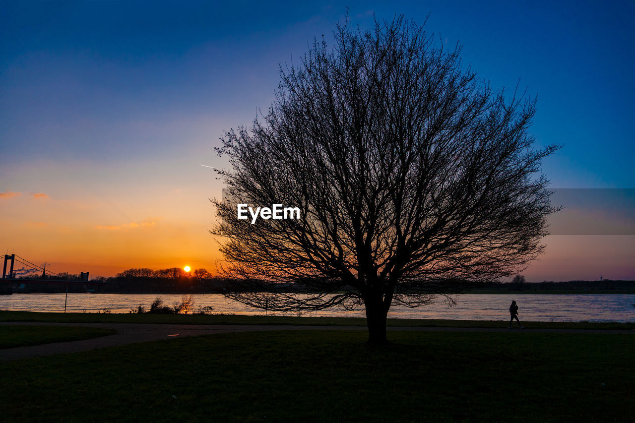 SILHOUETTE BARE TREE AGAINST SKY DURING SUNSET