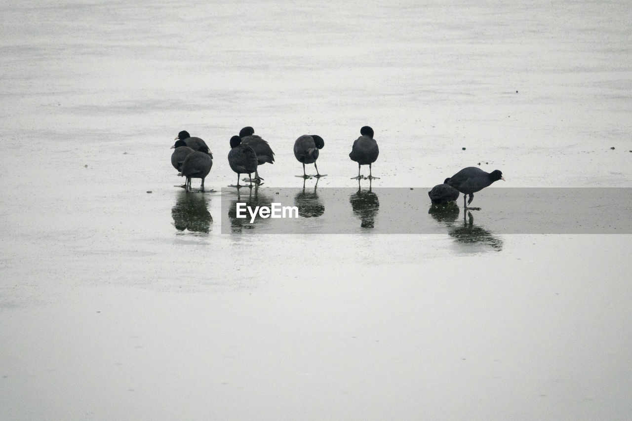 Birds on ice lake