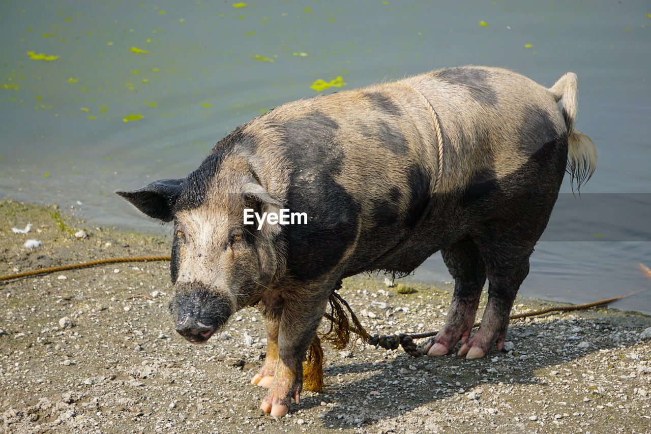 HIGH ANGLE VIEW OF A HORSE IN LAKE