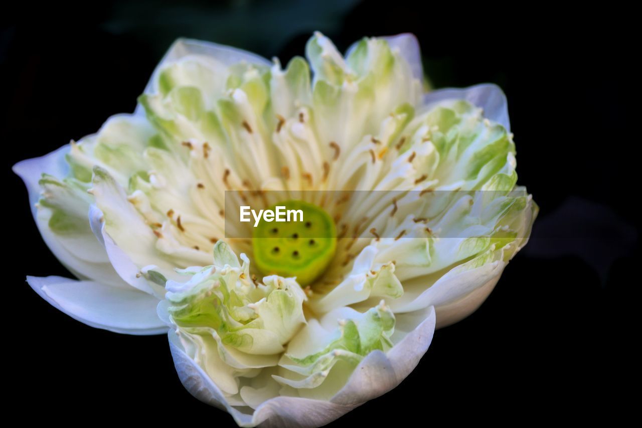 CLOSE-UP OF WHITE FLOWER IN BLACK BACKGROUND