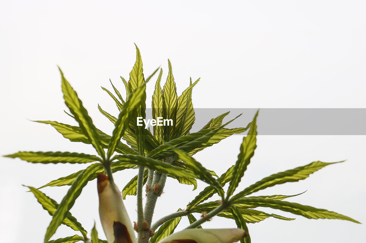 CLOSE-UP OF FLOWER PLANT AGAINST WHITE BACKGROUND