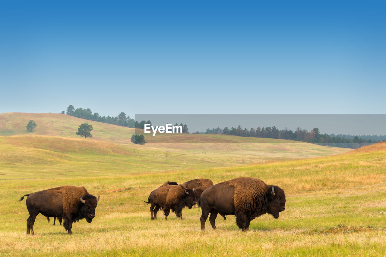 Bisons grazing on landscape against clear sky