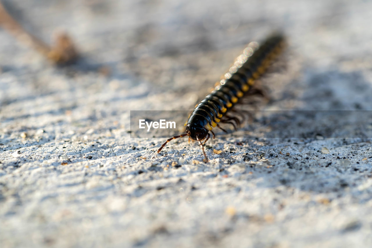 CLOSE-UP OF GRASSHOPPER