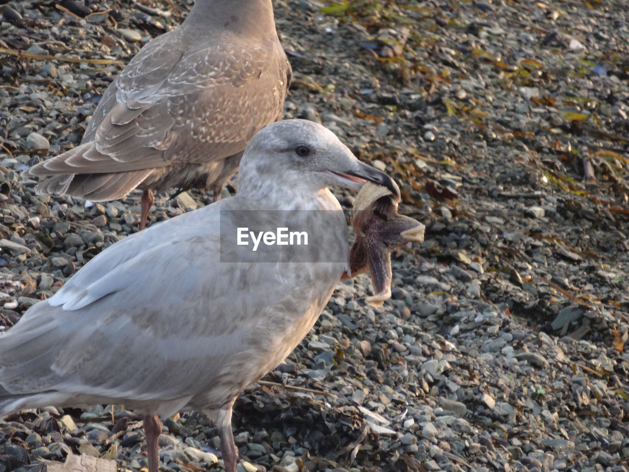 Eating bird ans starfish