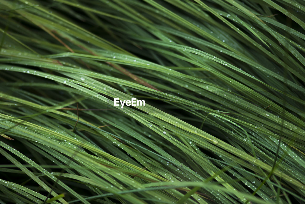 Full frame shot of fresh grass