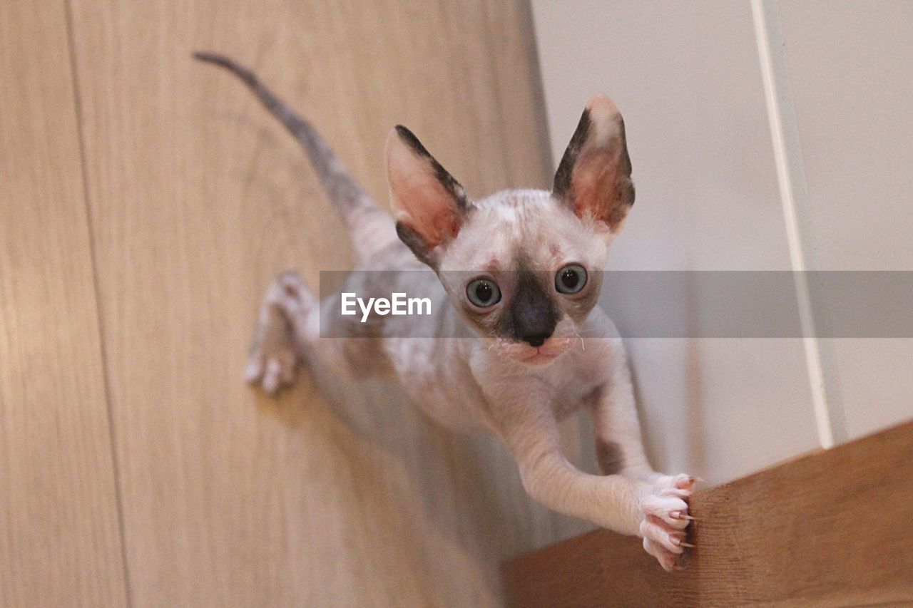 Cornish rex kitten 