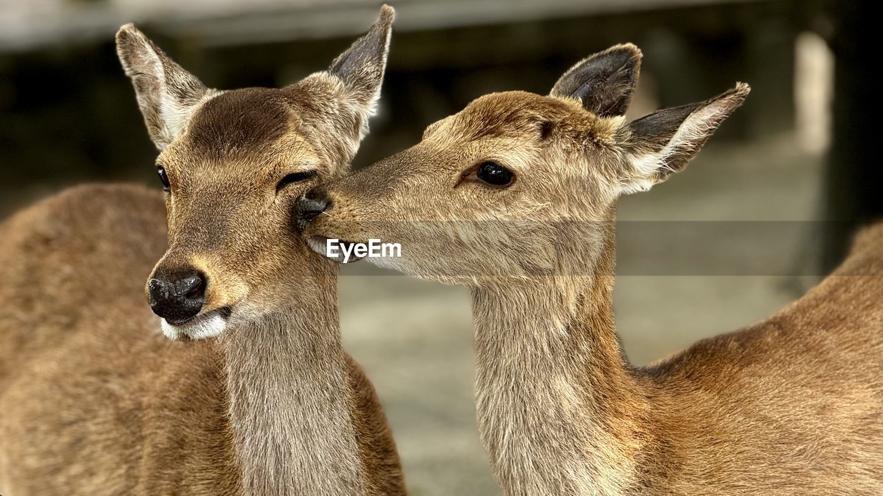 animal themes, animal, mammal, wildlife, animal wildlife, group of animals, deer, no people, two animals, focus on foreground, young animal, domestic animals, togetherness, portrait, nature, close-up, outdoors, day, animal body part, brown