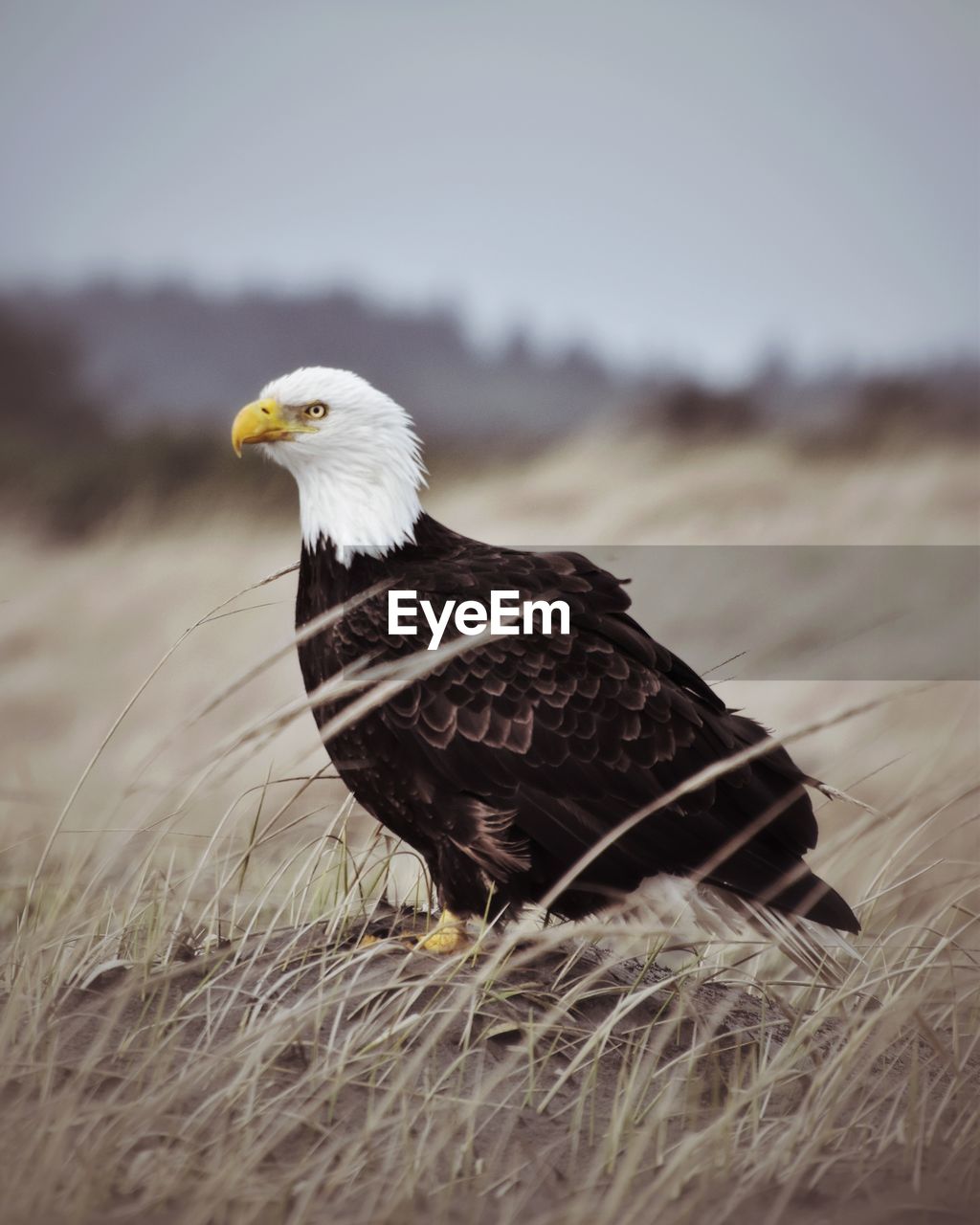 Close-up of eagle in field