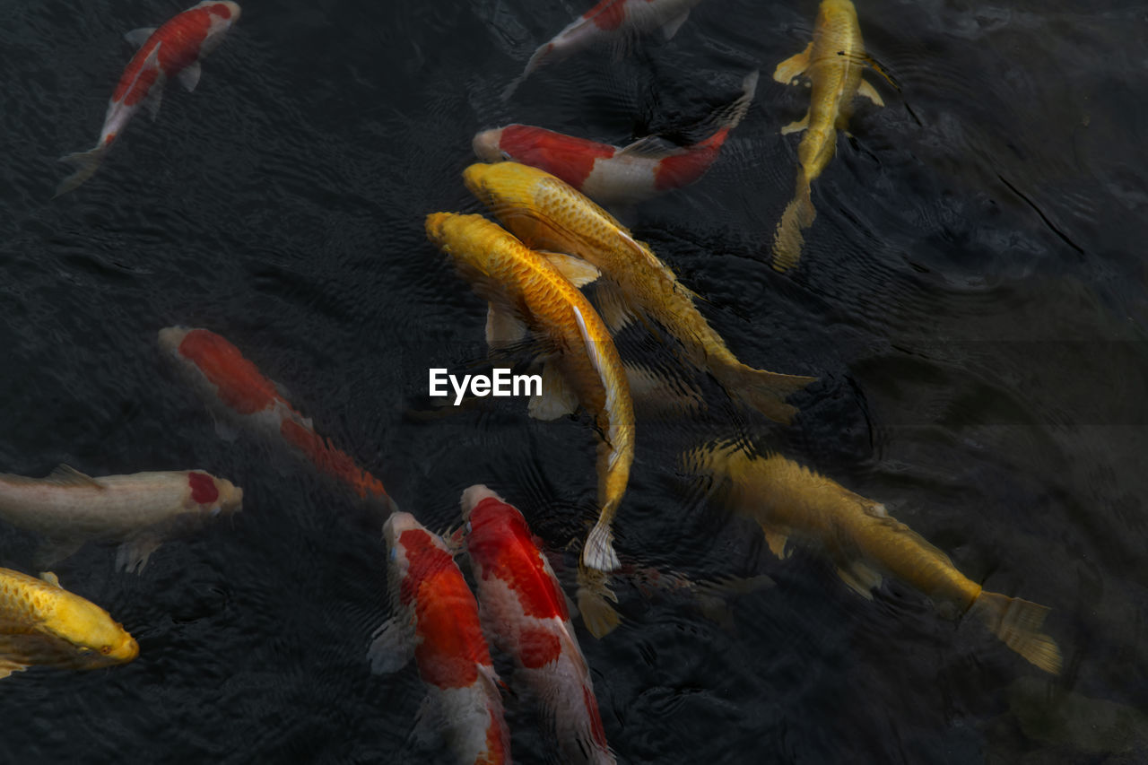 High angle view of koi carps swimming in lake