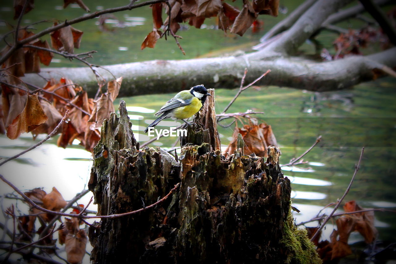 Close-up of bird perching on tree stump