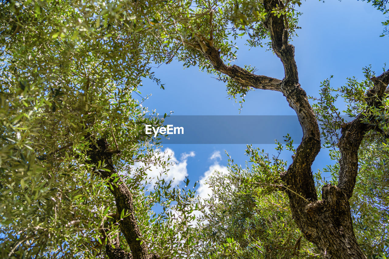 Low angle view of tree against sky