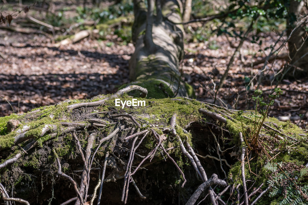 CLOSE-UP OF SNAKE IN FOREST