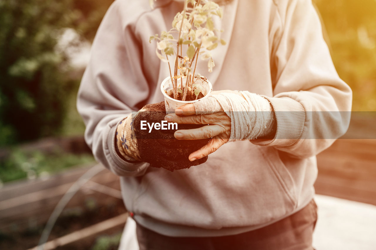 Female bandaged elderly hands of senior woman holding a recycled plastic cup with seedlings