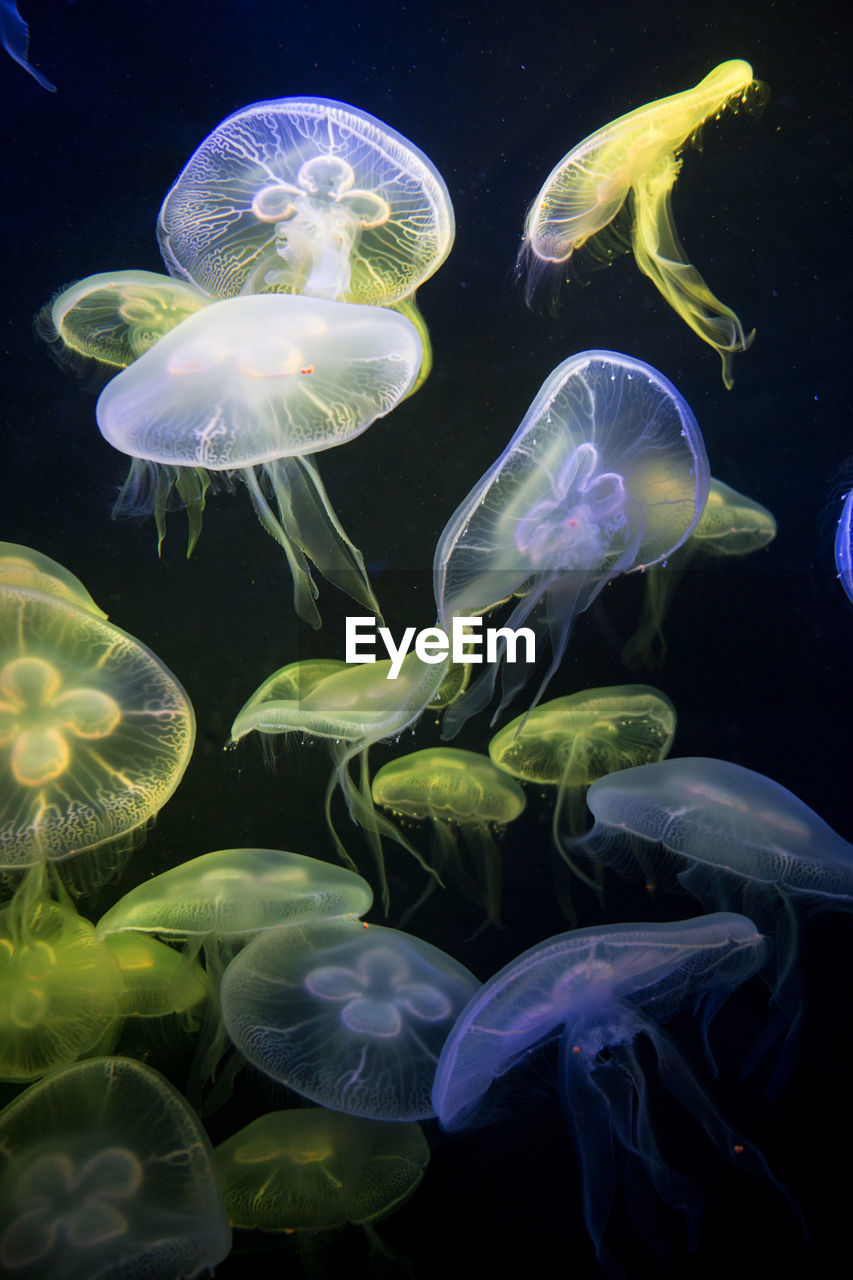 CLOSE-UP OF JELLYFISH UNDERWATER