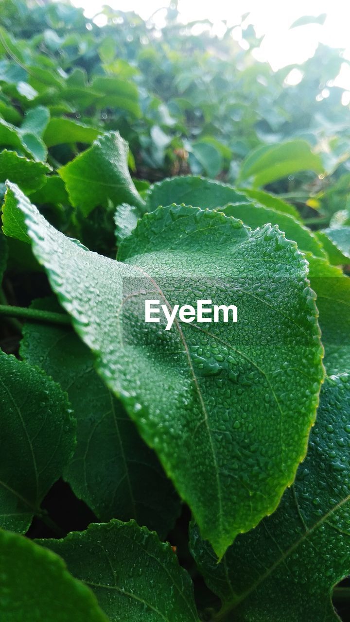 CLOSE-UP OF WATER DROPS ON LEAVES