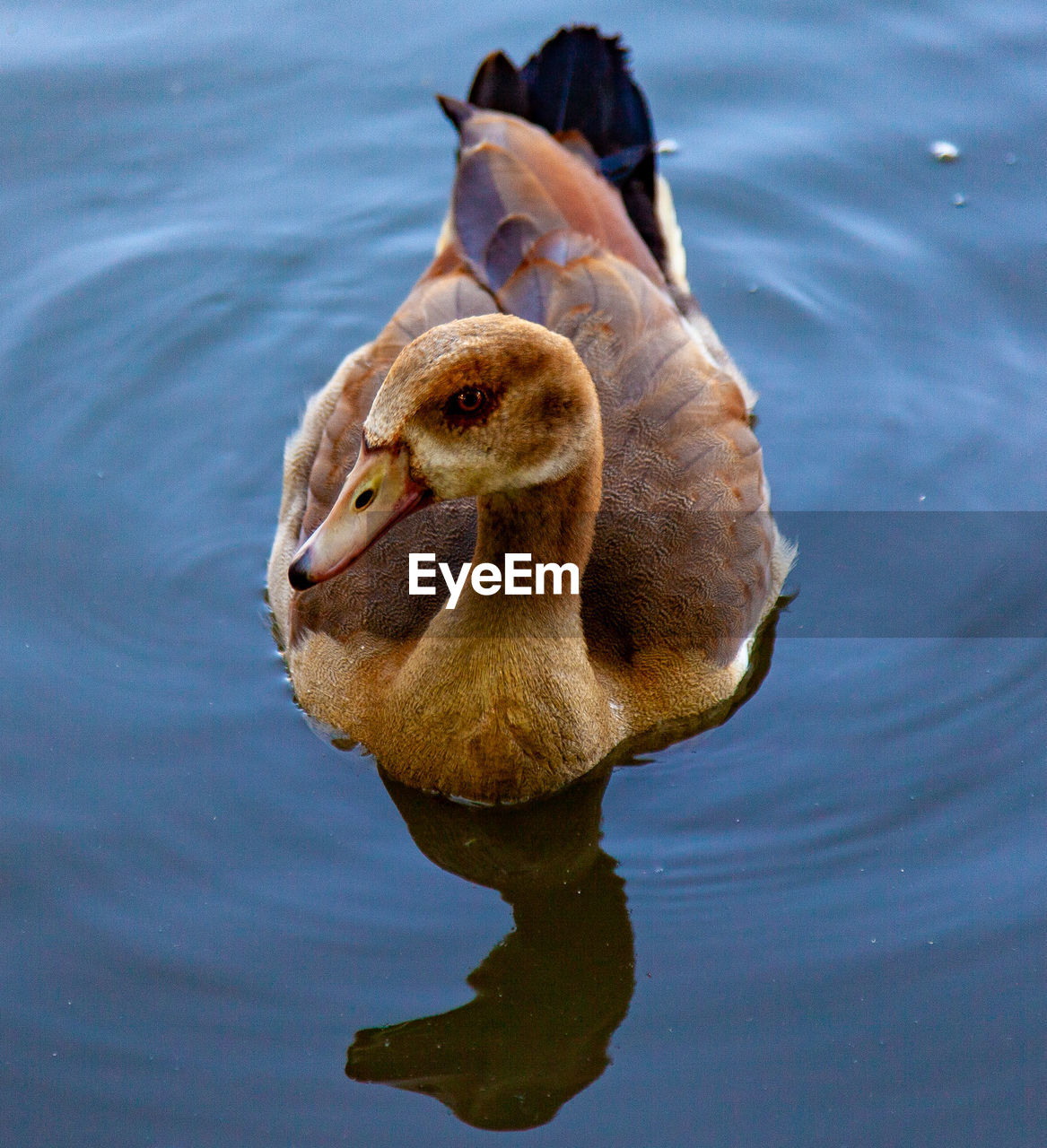 CLOSE-UP OF A DUCK IN LAKE