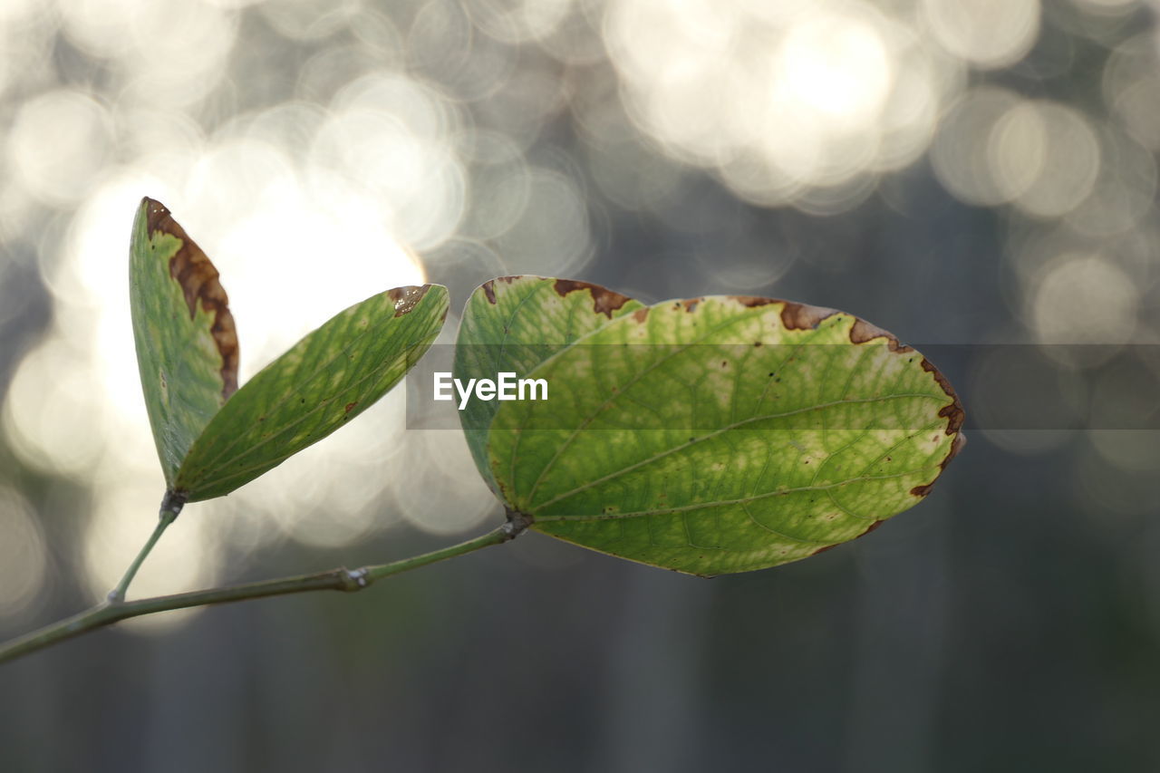 CLOSE-UP OF FRESH GREEN LEAVES WITH PLANT