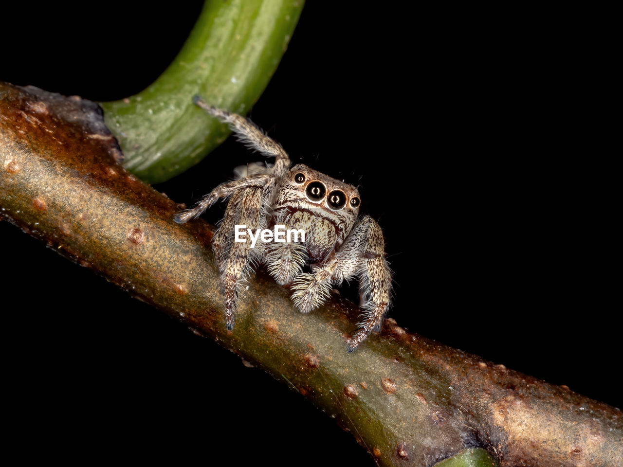 CLOSE-UP OF SPIDER AGAINST BLACK BACKGROUND