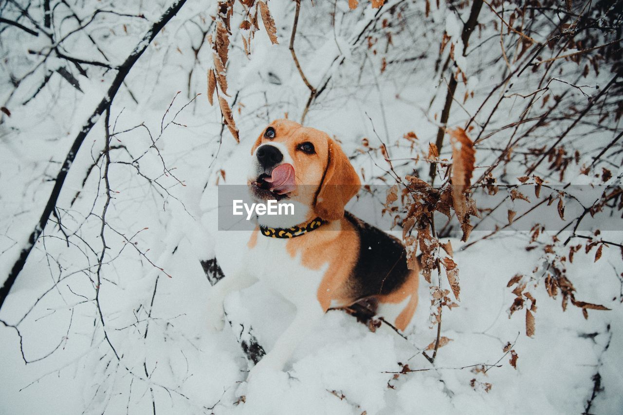 High angle view of dog standing on snow covered field in forest