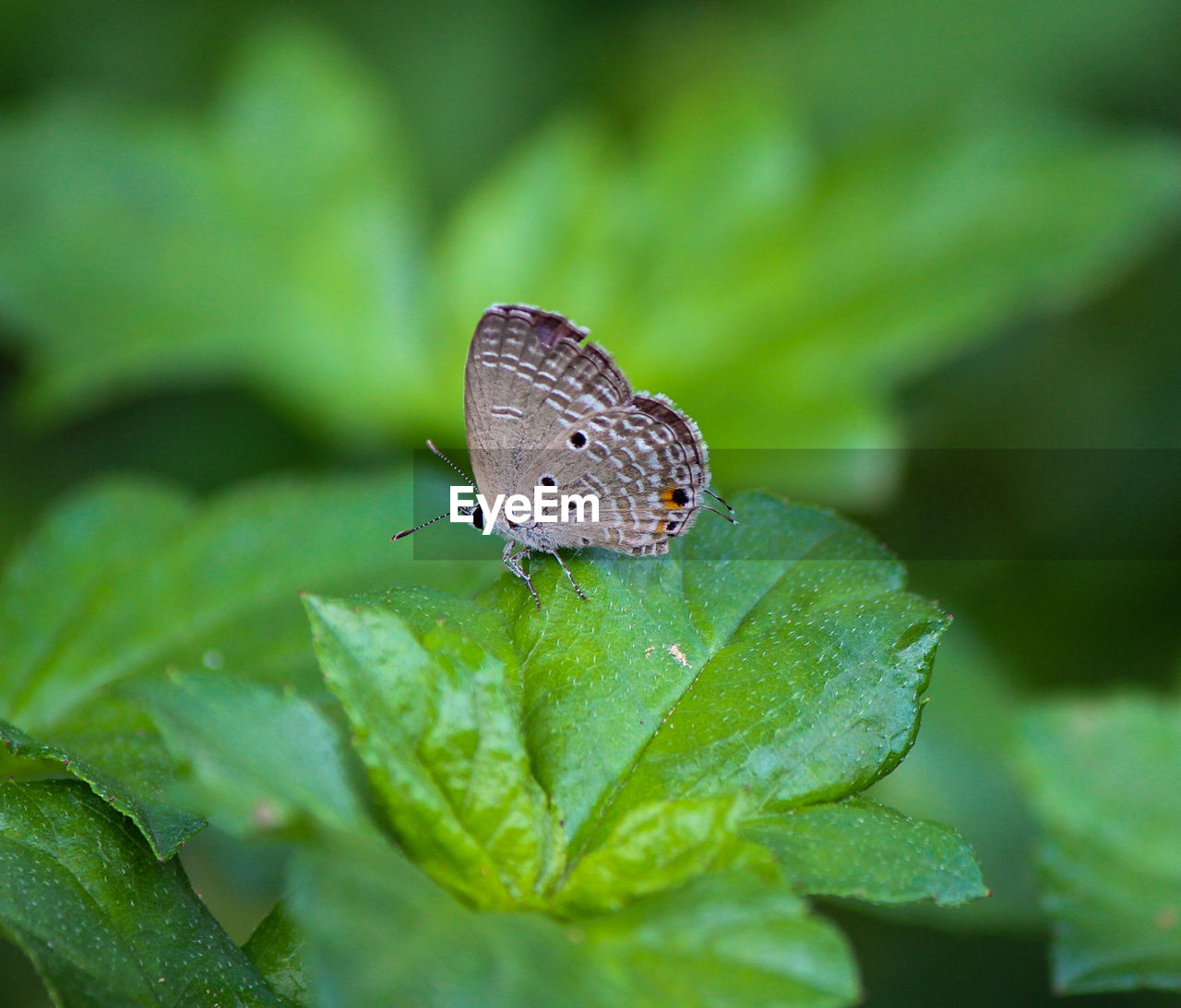 BUTTERFLY ON GREEN LEAF