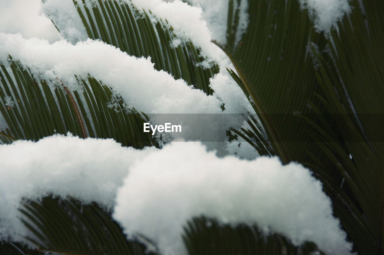 CLOSE-UP OF FROZEN TREE AGAINST SKY DURING WINTER