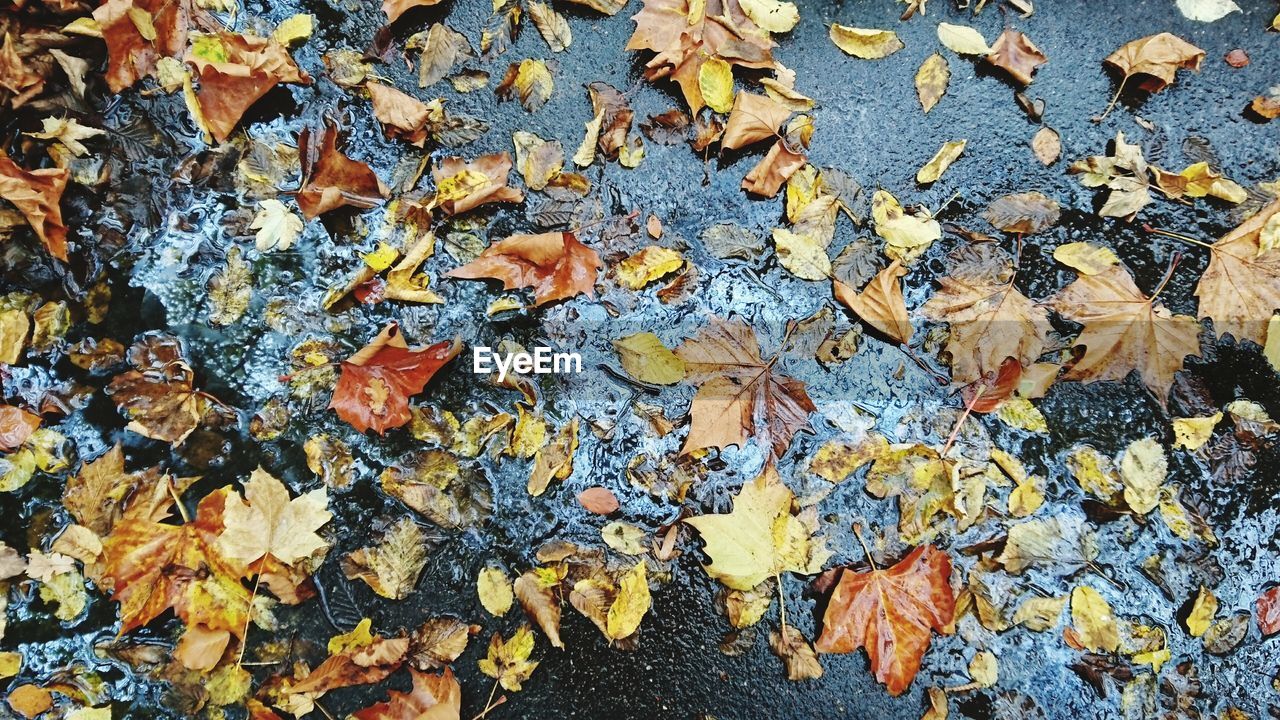 Close-up of autumnal leaves on ground