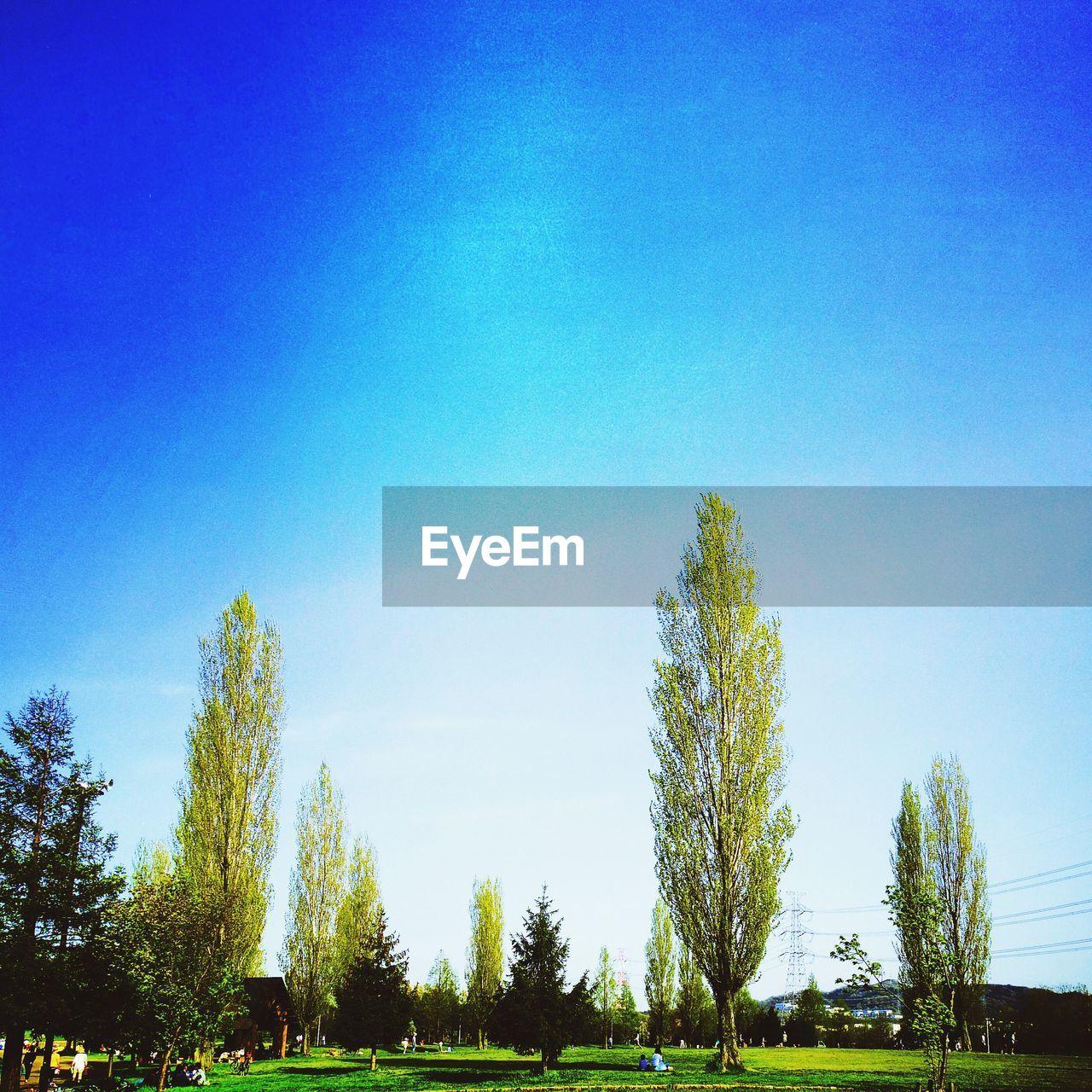 Trees on field against sky