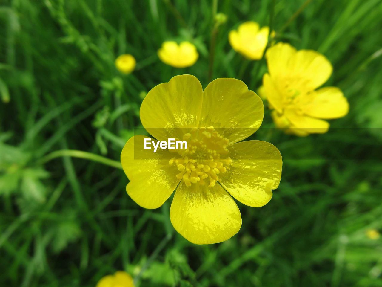 CLOSE-UP OF YELLOW FLOWER