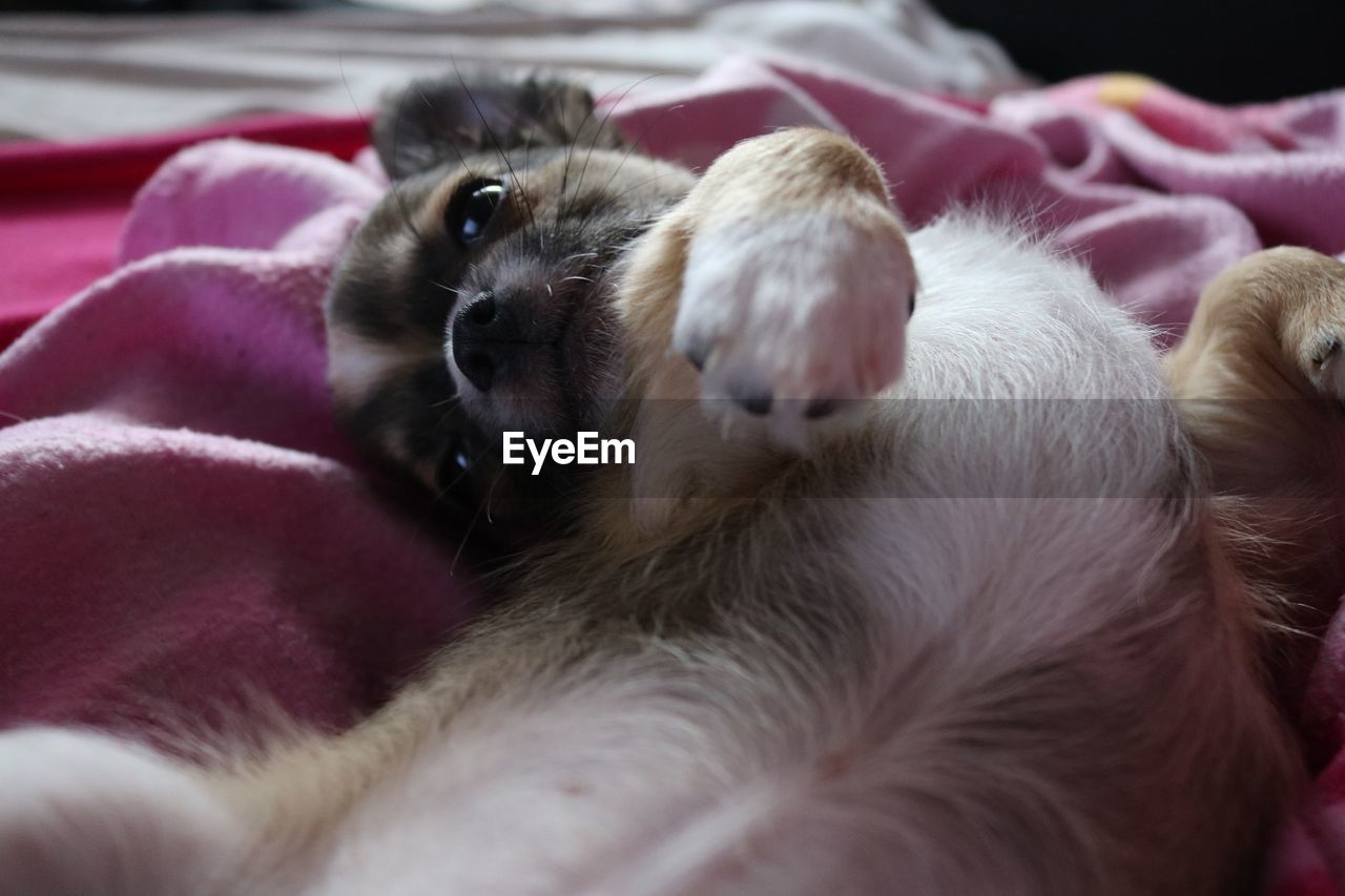 CLOSE-UP OF A CAT RESTING ON BED