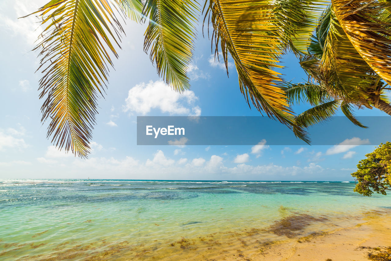 SCENIC VIEW OF PALM TREES ON BEACH