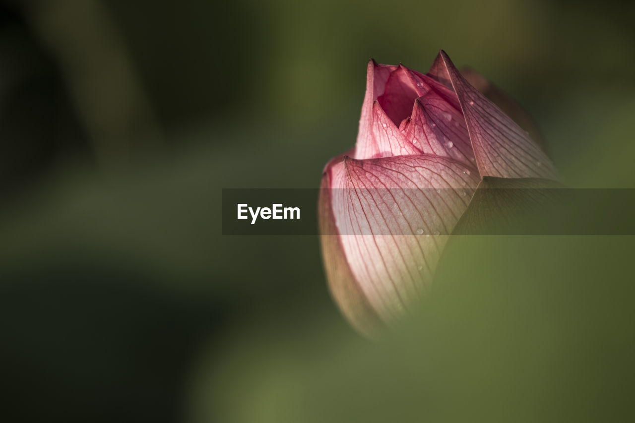 Close-up of rose flower