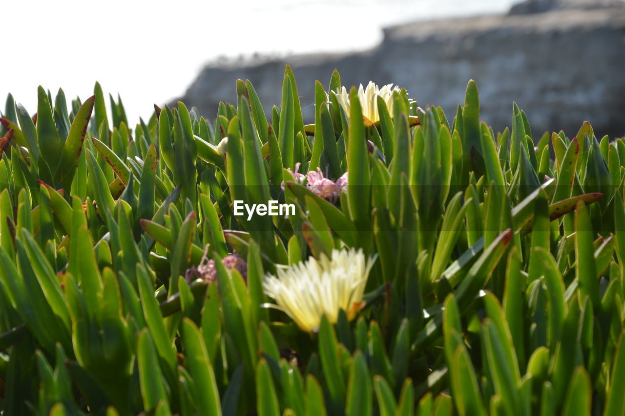 Close-up of flowers blooming on field