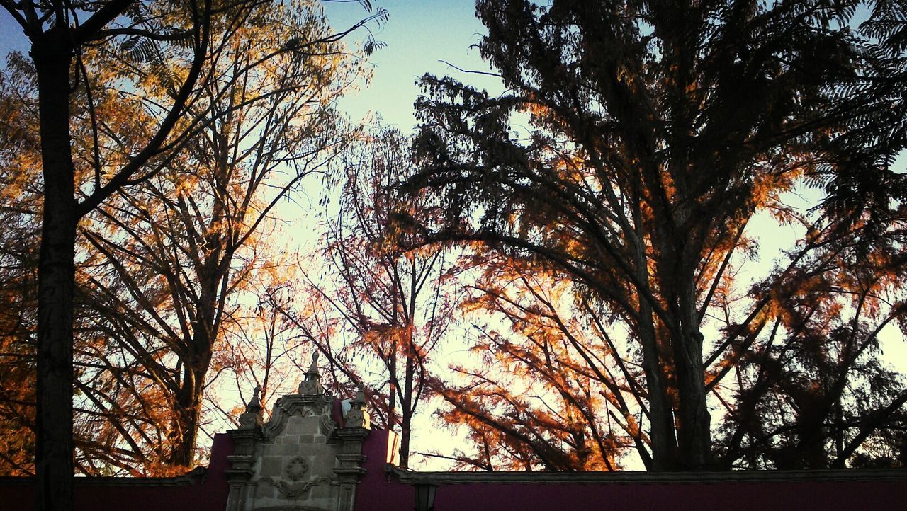 VIEW OF TREES AT SUNSET