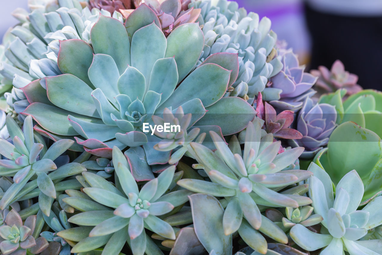 HIGH ANGLE VIEW OF PURPLE FLOWERING PLANTS