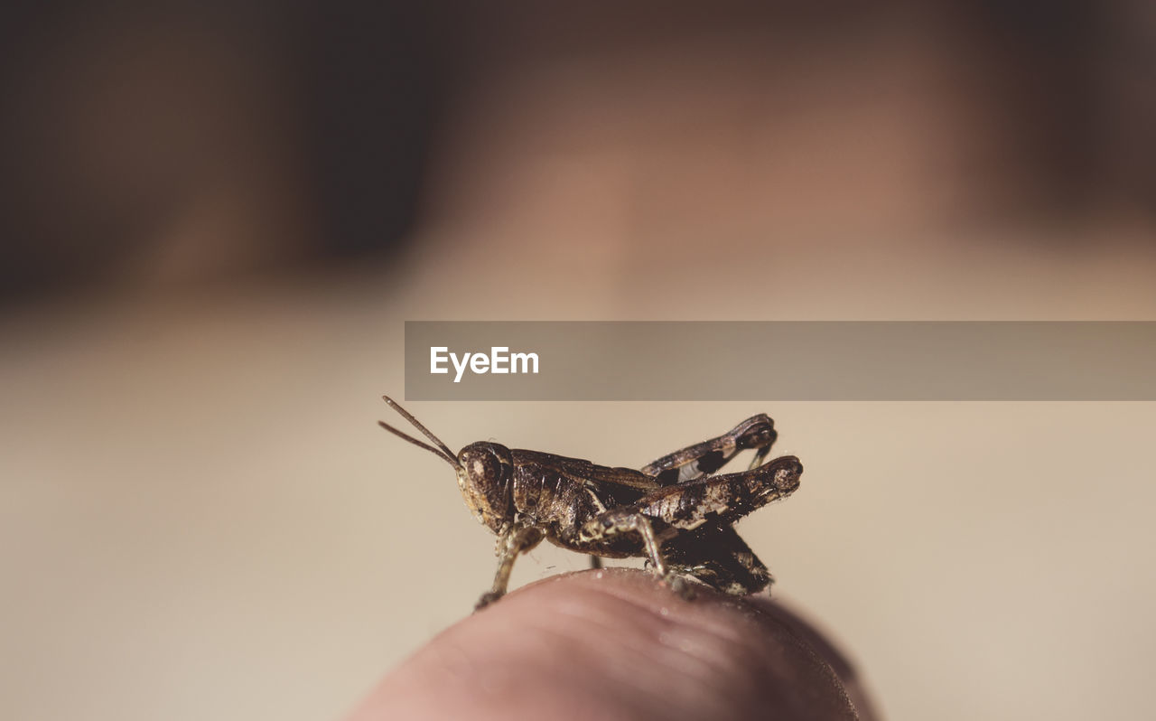 Close-up of grasshopper on human finger
