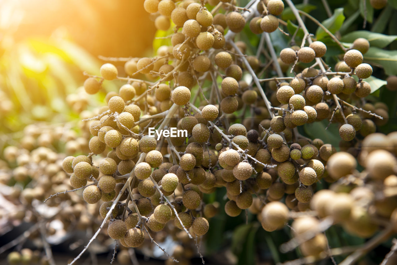 Young longan fruit on the tree