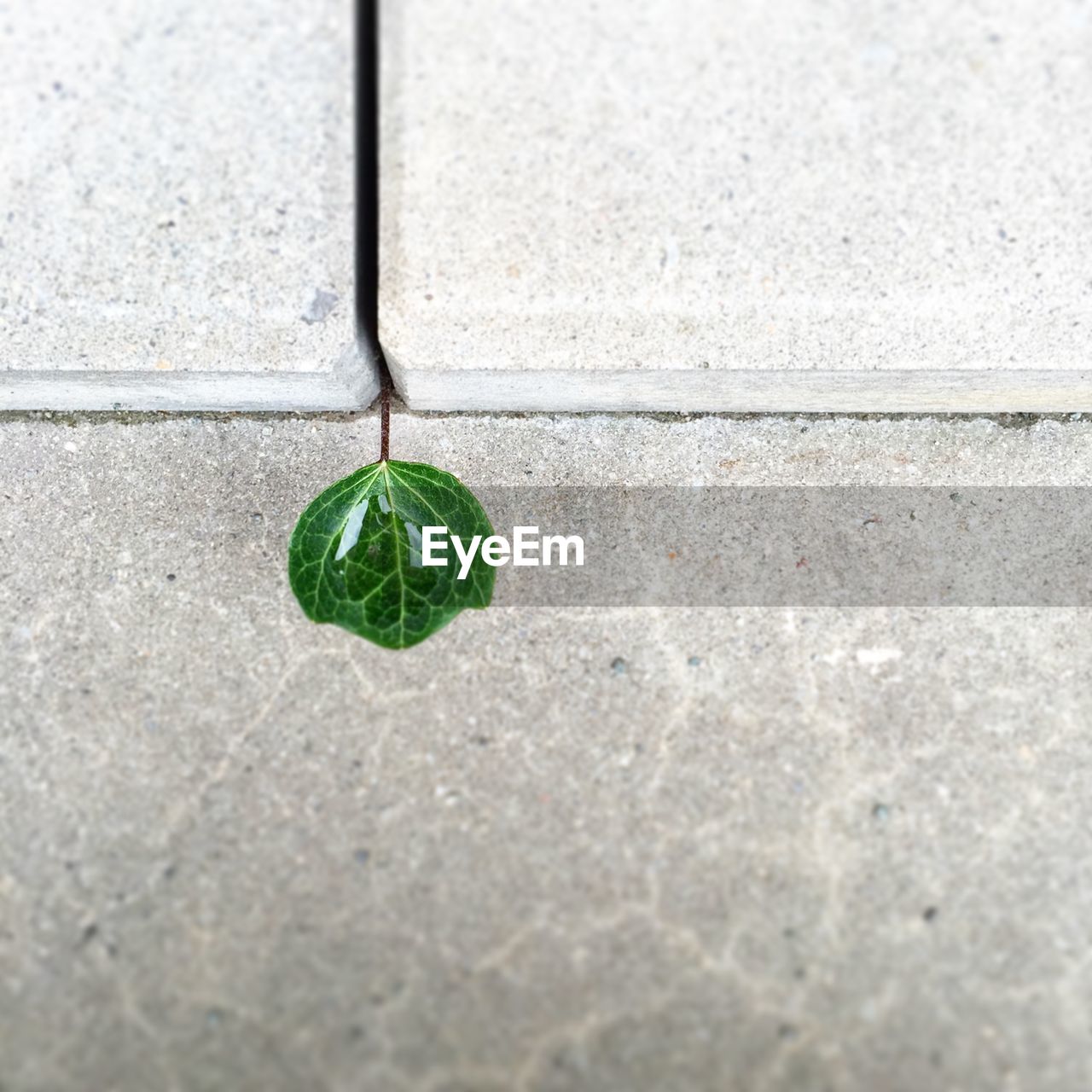 Close-up of water drop on leaf against wall