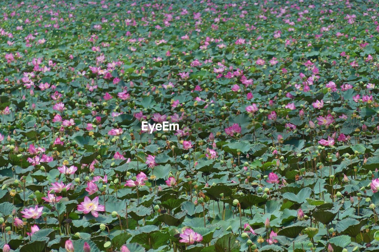 CLOSE-UP OF PINK FLOWERS BLOOMING IN PLANT